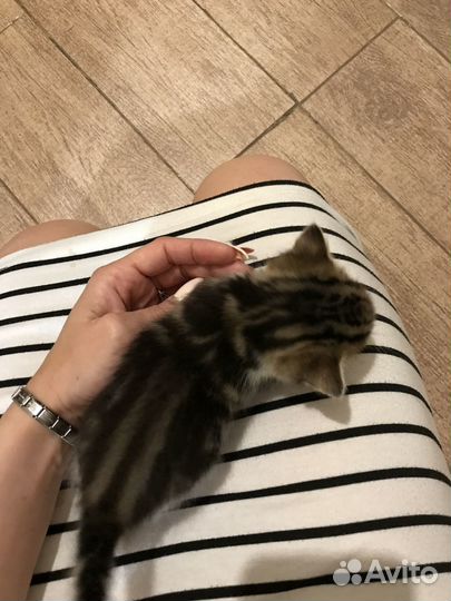 Отдам в добрые руки