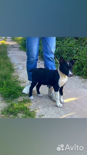 Щенок русско европейской лайки в добрые руки