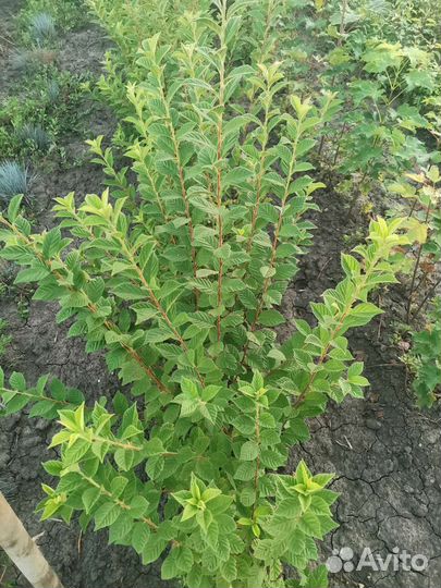 Растения саженцы