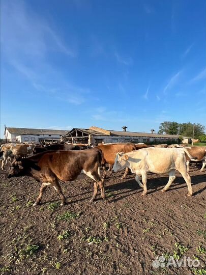 Телка, нетель