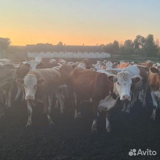 Бычки и телки казахская белоголовая