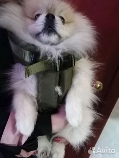 Переноска для собак