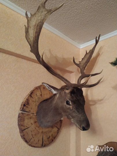 Чучело головы оленя