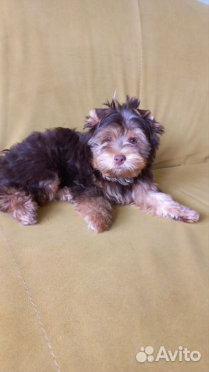 Шоколадный йорк