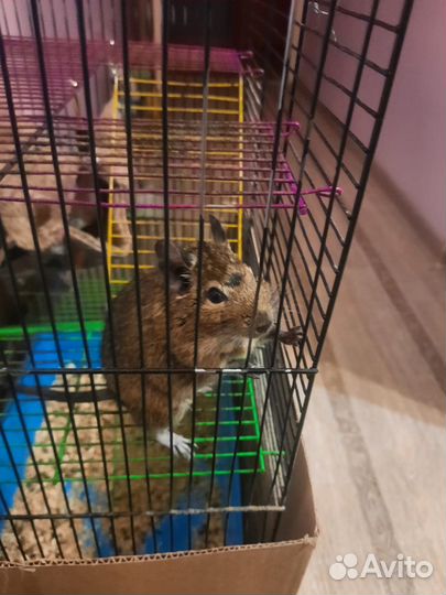 Белка дегу с клеткой