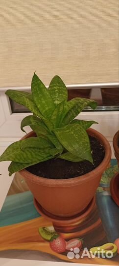 Сансевиерия ханни