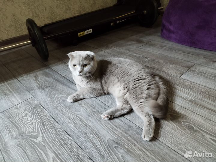 Отдам кота в добрые руки