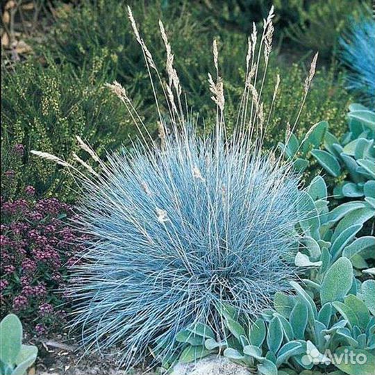 Овсяница сизая опт