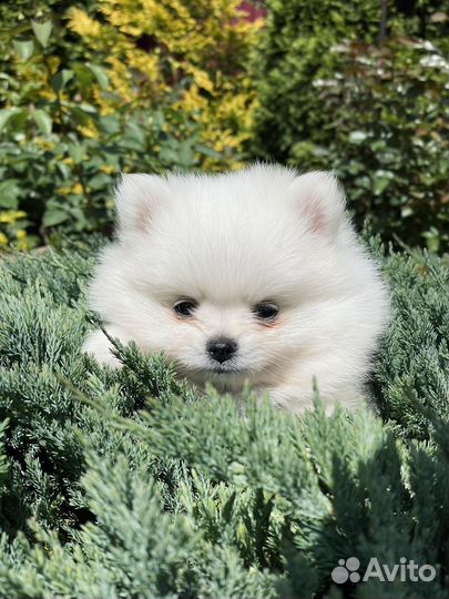 Щенки шпица