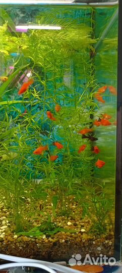 Распродаю мальков, креветки, растения, аквы