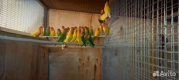 Попугаи неразлучники