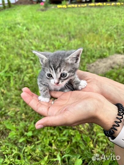 Котята в добрые руки бесплатно
