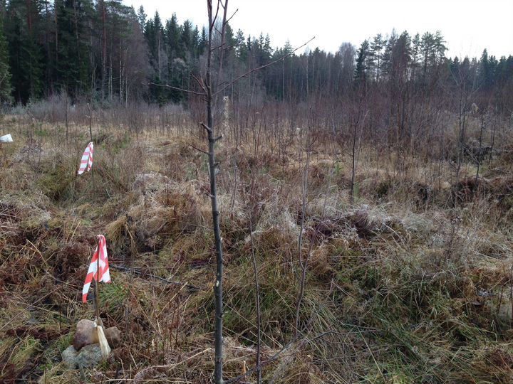 Участок 20 сот. (СНТ, ДНП)