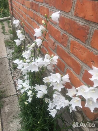 Флокс шиловидный и колокольчик белый