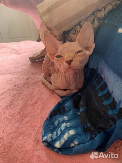 Девочка сфинкс