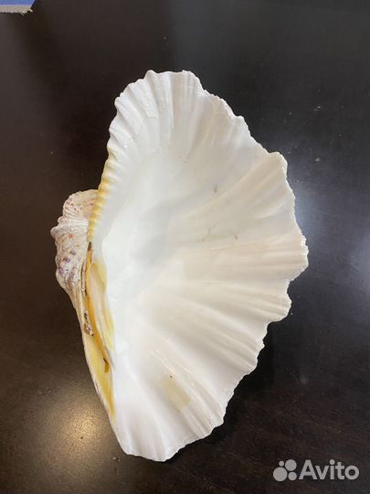 Ракушка морская большая