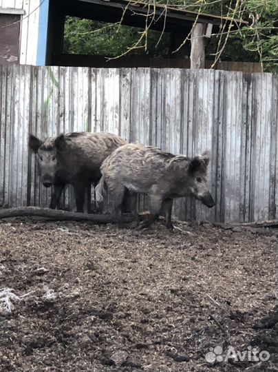 Дикий кабан