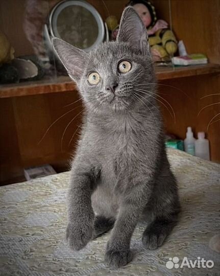 Котик-обормотик ищет дом