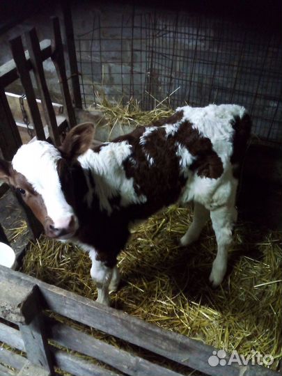 Продается тёлочка