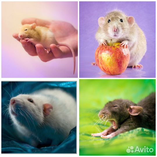 Крысята, Редкие окрасы. Заводчик Вет.врач