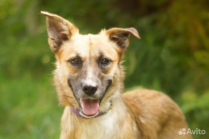 Бася-небольшая собачка в дар