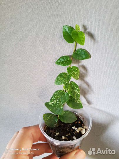 Фикусы сортовые