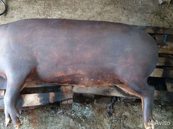 Забой домашнего скота