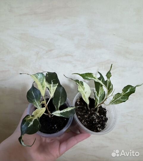 Фикус керли