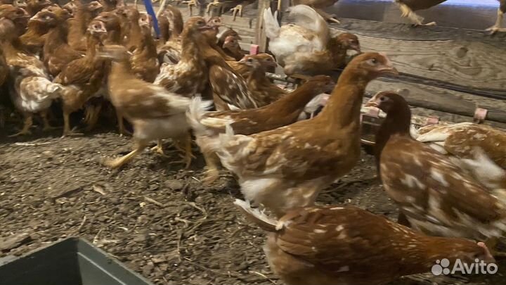 Куры несушки в наличии