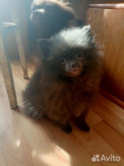 Шпицы малыши