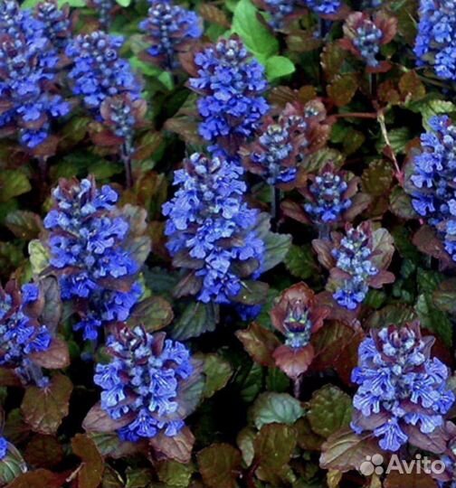 Живучка ползучая Атропурпуреа