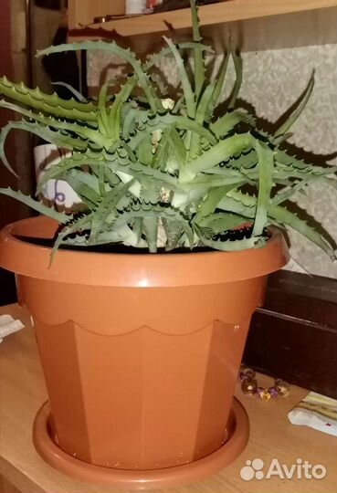 Сансиеверия