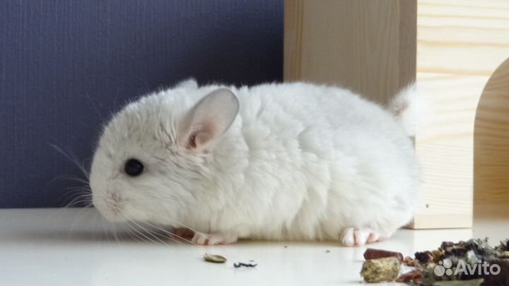 Шиншиллята беляши и фиолетики