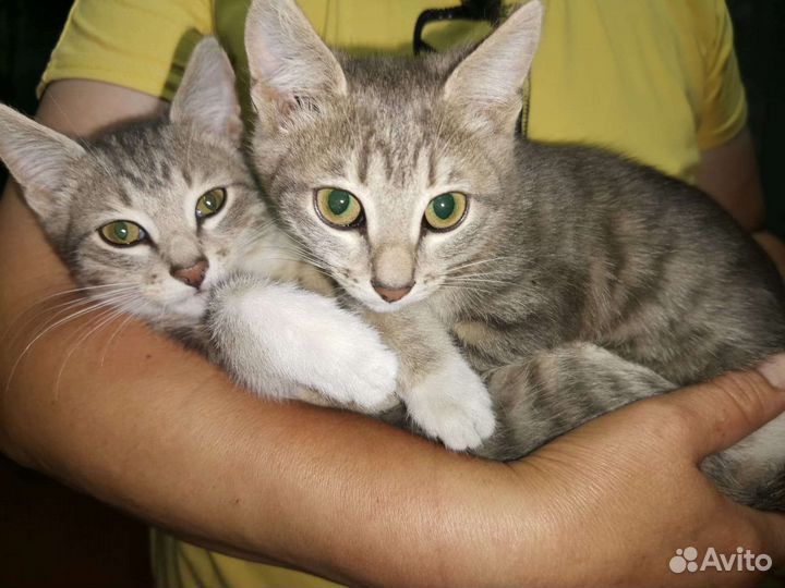 Кошки в добрые руки