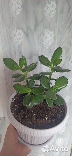 Крассула толстянка денежное дерево