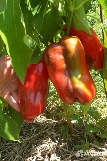 Семена перца (10 шт)