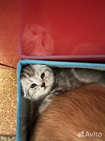Шотландские шиншиллы котята