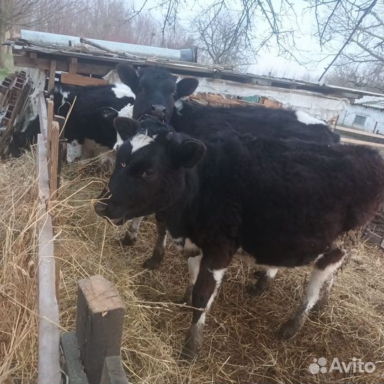 Продам тёлок