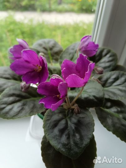 Черенки сортовых фиалок