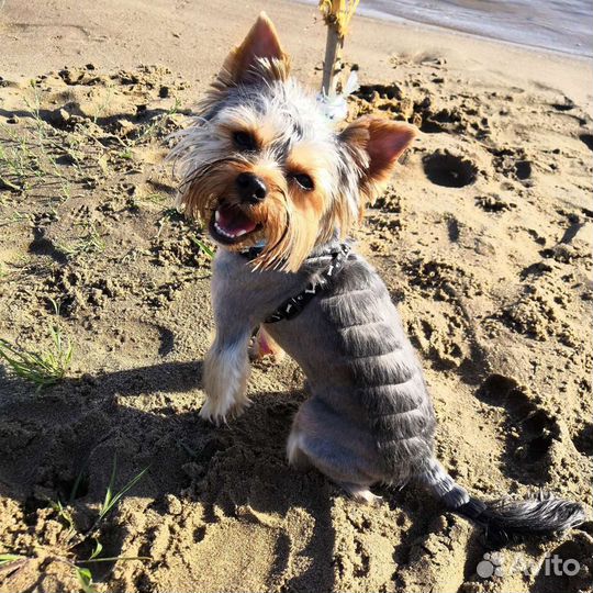 Йоркширский терьер вязка