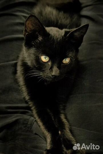 Котяточки трое из ларца