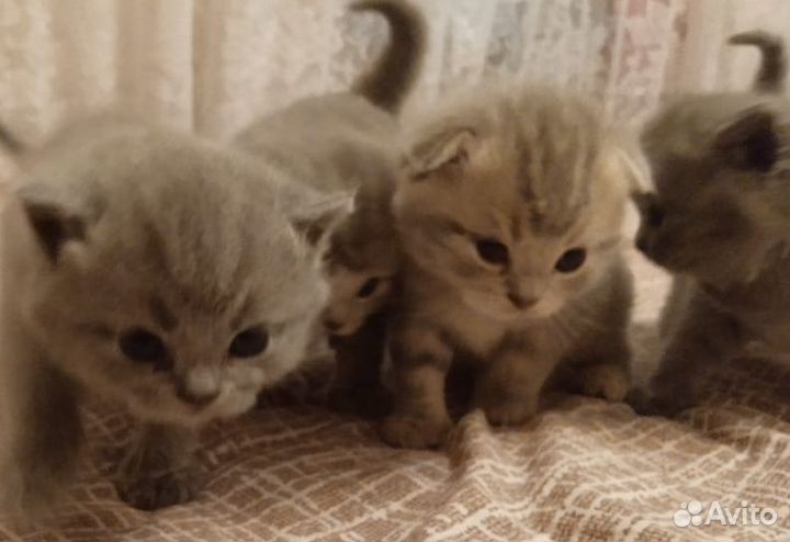 Шотландский кот вязка