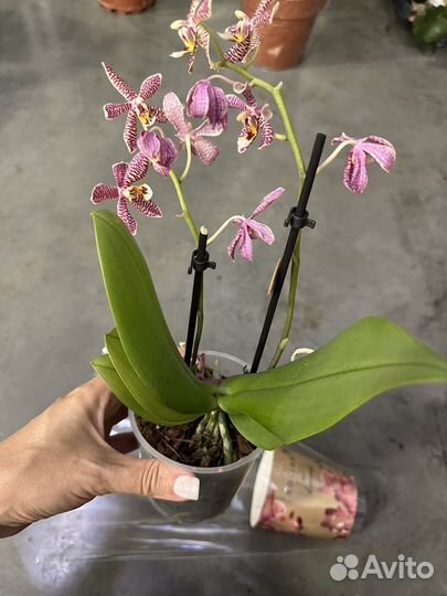 Фаленопсис Мультифлора Спайдер