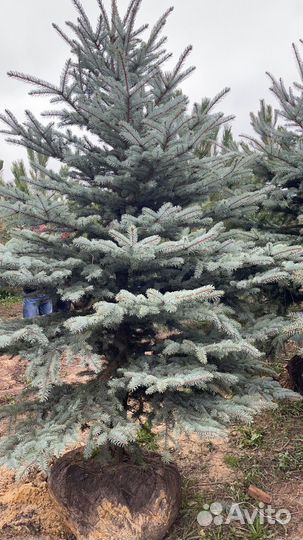 Ель голубая 3-4 метра