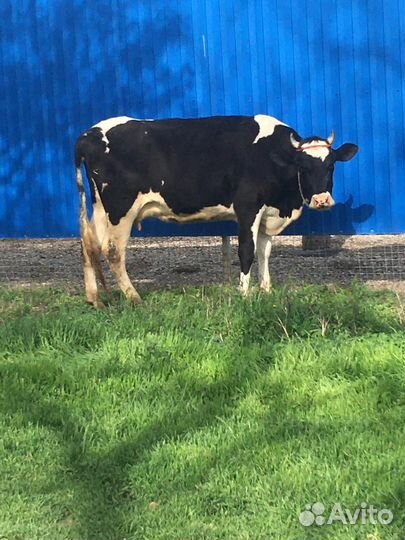 Корова дойная и телка 7 8 месяцев