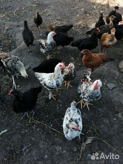 Куры молодки