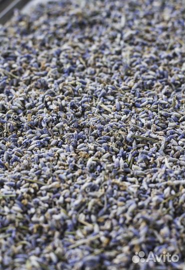 Лаванда россыпь