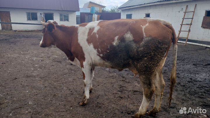 Перво телка