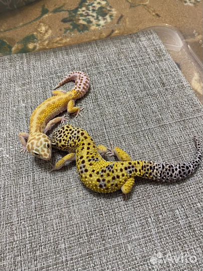 Геккон эублефар