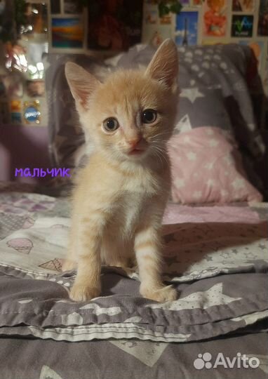 Котенок